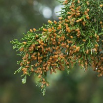 Можжевельник виргинский (Juniperus virginiana) Можжевельник виргинский (Juniperus virginiana)