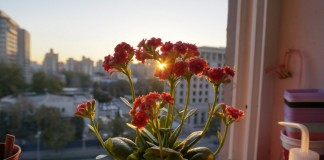 Цветы каланхоэ