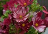 Космея дваждыперистая (Cosmos bipinnatus)