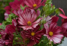 Космея дваждыперистая (Cosmos bipinnatus)