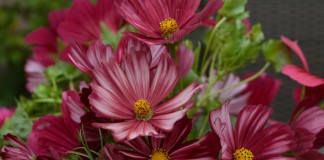 Космея дваждыперистая (Cosmos bipinnatus)