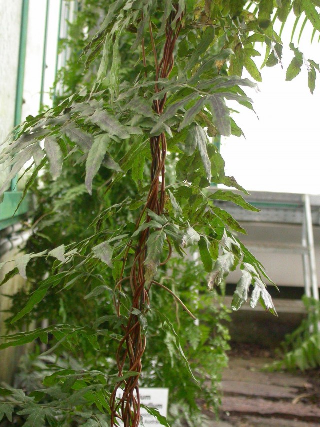 Лигодиум японский (Lygodium japonicum) Лигодиум японский (Lygodium japonicum)