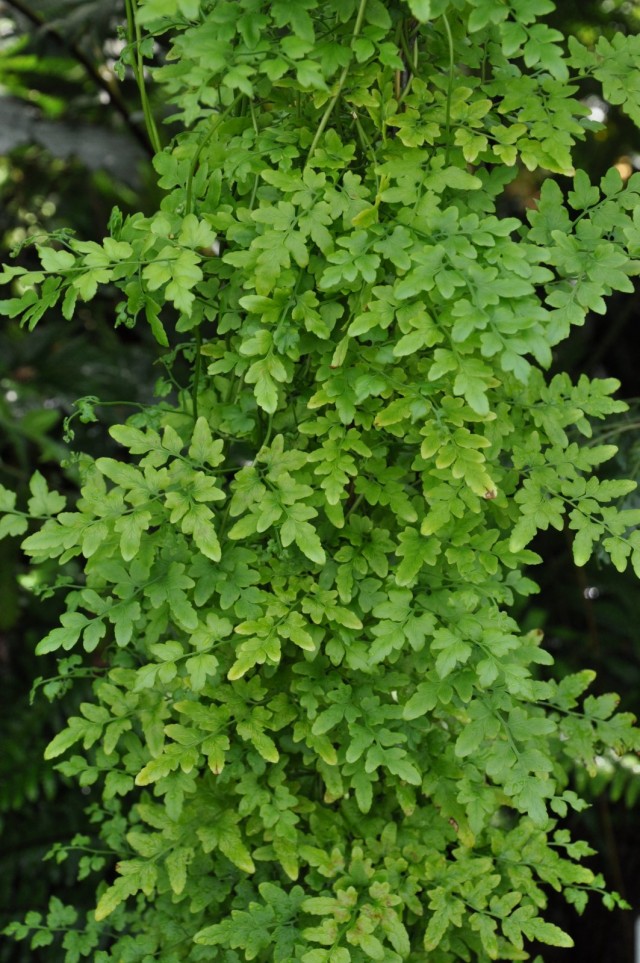 Лигодиум японский (Lygodium japonicum) Лигодиум японский (Lygodium japonicum)