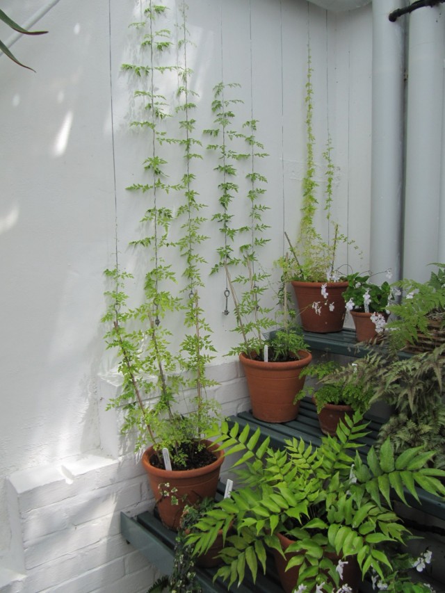 Лигодиум японский (Lygodium japonicum) Лигодиум японский (Lygodium japonicum)