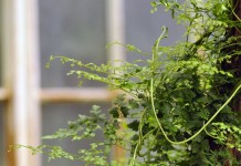 Лигодиум японский (Lygodium japonicum)