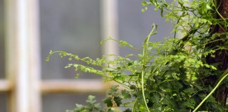 Лигодиум японский (Lygodium japonicum)