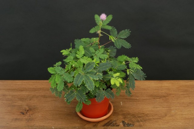 Мимоза стыдливая (Mimosa pudica)