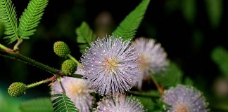 Мимоза стыдливая (Mimosa pudica)