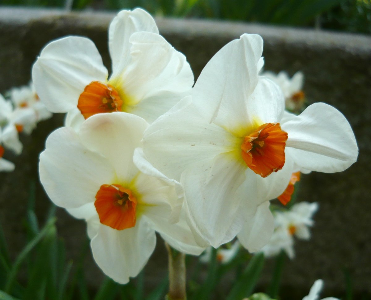 Narcissus-Cragford-1