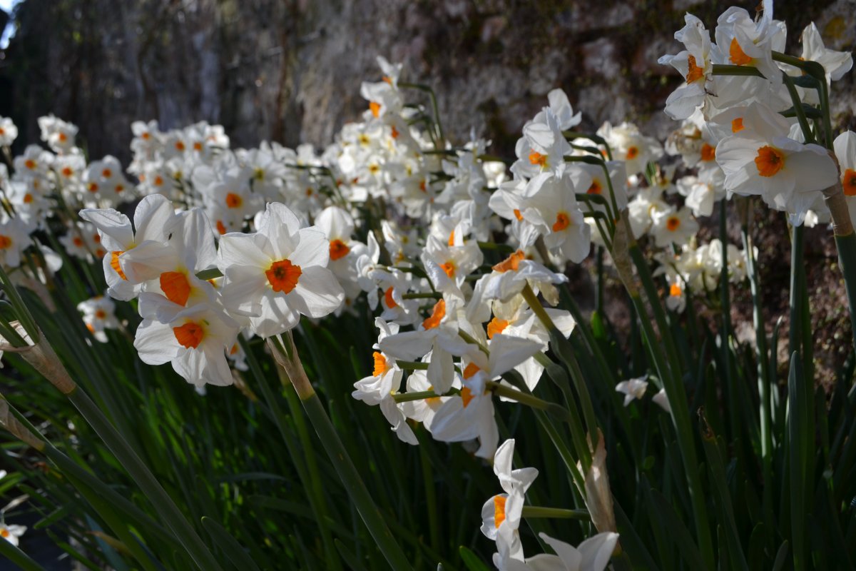 Narcissus-Cragford-2