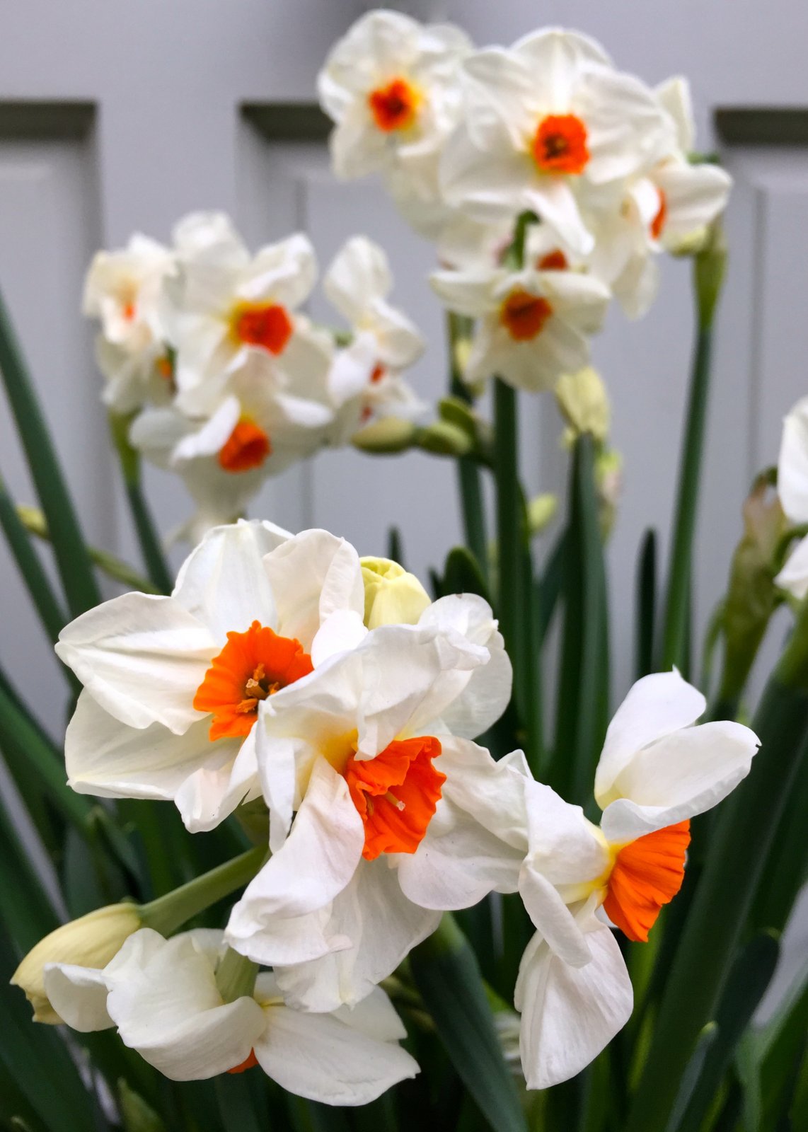 Narcissus-Cragford-3
