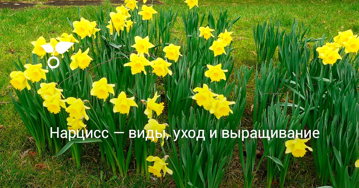 Редкие цветы фото и виды Редкие цветы фото и виды