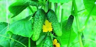 Одни из лучших пчёлоопыляемых огурцов