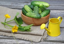 Лучшие новые сорта огурцов для теплицы