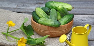 Лучшие новые сорта огурцов для теплицы