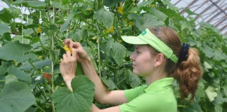 Хрустящий ароматный огурчик. Как получить богатый урожай? - Агрофирма «Поиск» Работы по селекции в агрохолдинге «ПОИСК»