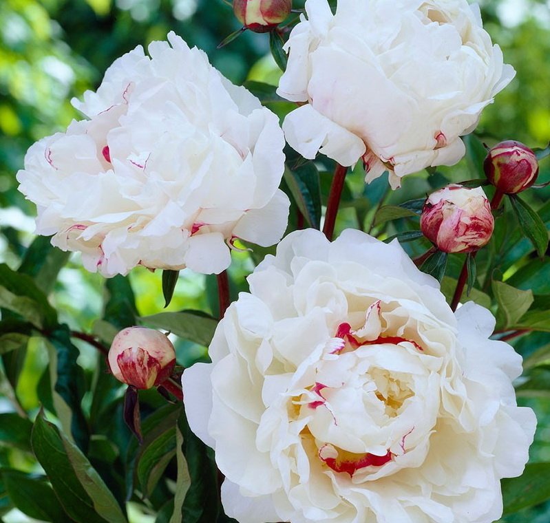 Paeonia-Festiva-Maxima-1