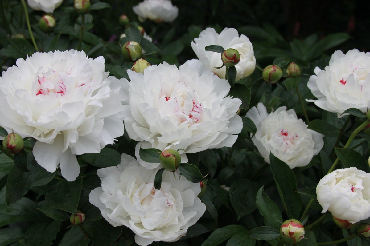 Paeonia-Festiva-Maxima-2