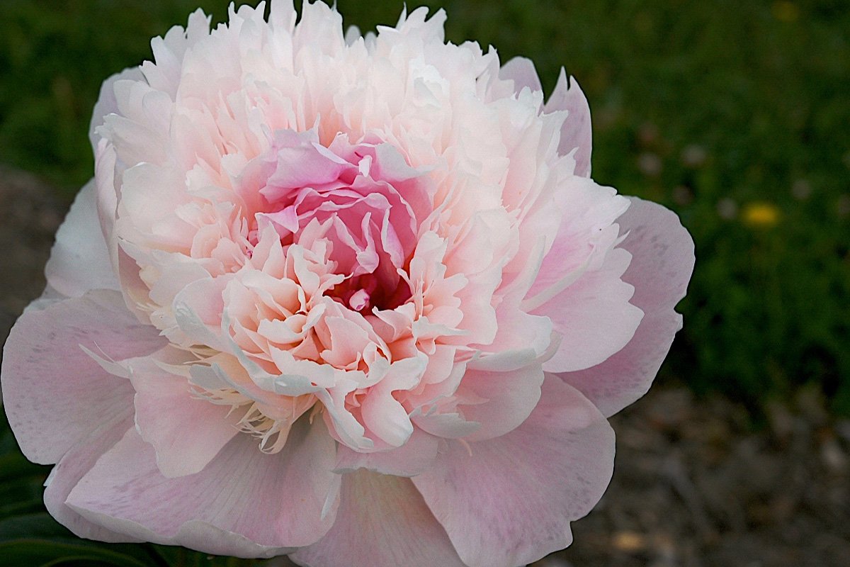 Paeonia-Noemie-Demay-1
