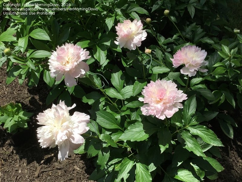 Paeonia-Noemie-Demay-2