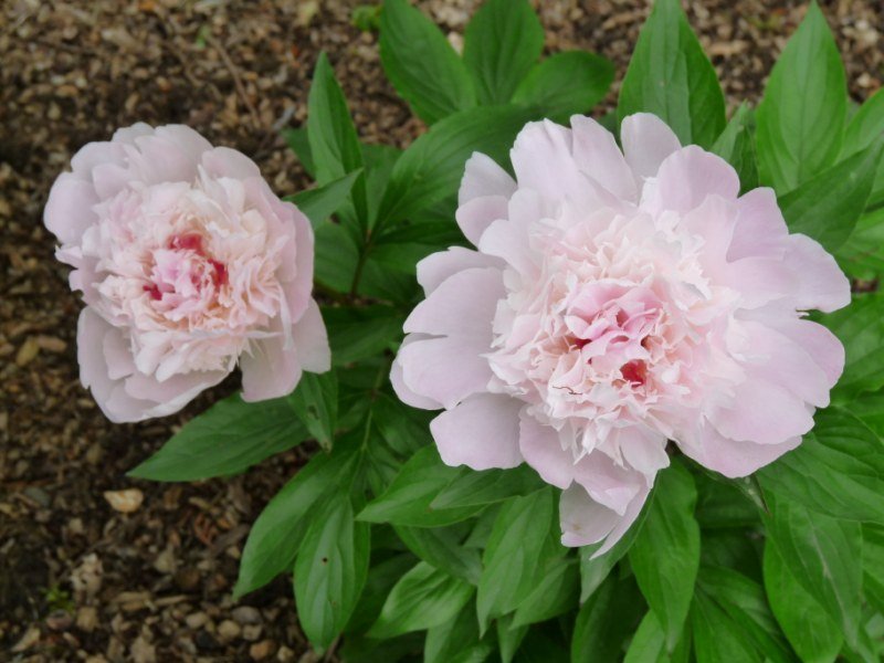 Paeonia-Noemie-Demay-3