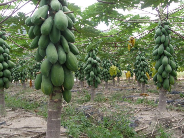 Выращивание папайи, или дынного дерева на плантации (Carica papaya)