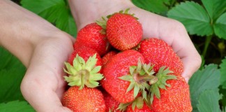 Ягоды клубники, или земляники садовой (Fragaria × ananassa)