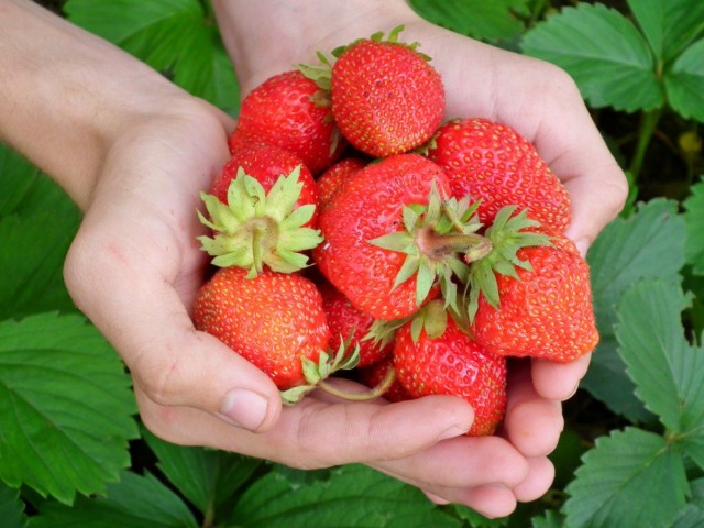 Ягоды клубники, или земляники садовой (Fragaria × ananassa) Ягоды клубники, или земляники садовой (Fragaria × ananassa)