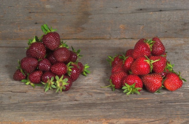 Ягоды клубники, или земляники ананасной (Fragaria × ananassa) Ягоды клубники, или земляники ананасной (Fragaria × ananassa)