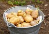 Подготовленные к посадке клубни картофеля