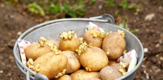 Подготовленные к посадке клубни картофеля