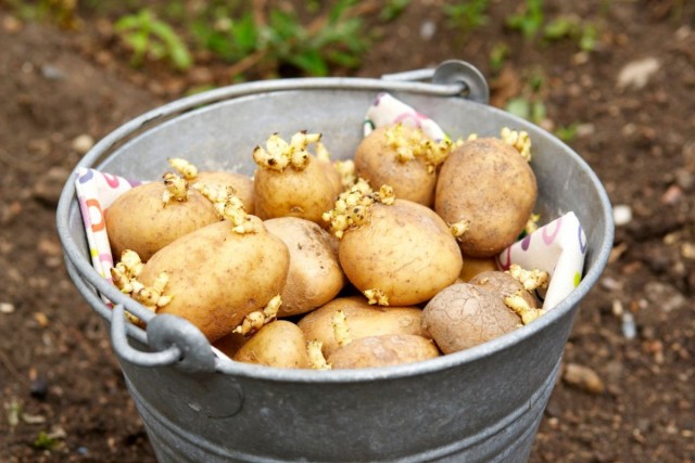 Подготовленные к посадке клубни картофеля