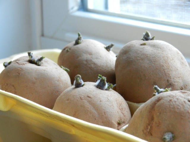 Проращивание и озеленение клубней картофеля
