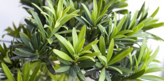 Подокарп крупнолистный (Podocarpus macrophyllus)