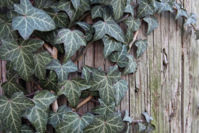 Плющ обыкновенный (Hedera helix) Плющ обыкновенный (Hedera helix)
