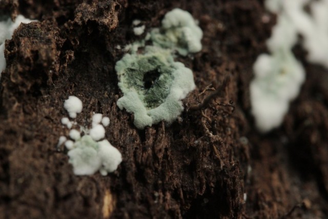 Грибок триходерма (Trichoderma) Грибок триходерма (Trichoderma)