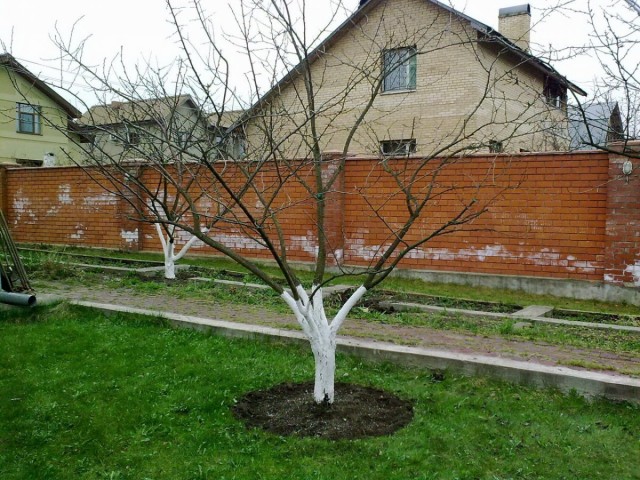 Весенний уход за садом Весенний уход за садом