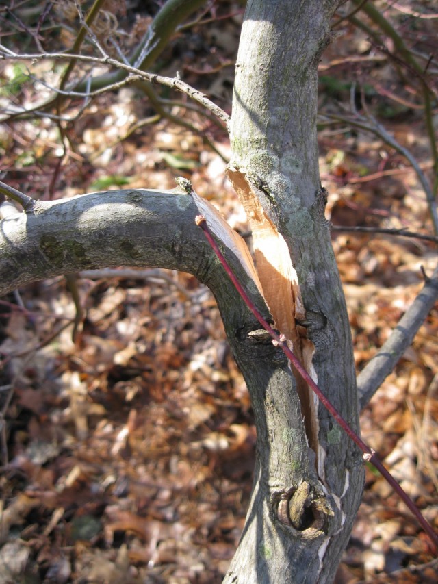 Расщепление ствола дерева после зимы