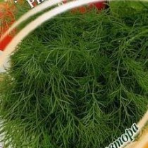Укроп «Ришелье» Укроп «Ришелье»