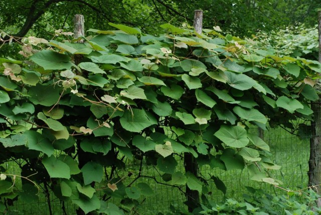 Виноград Куанье, или Виноград японский (Vitis coignetiae) Виноград Куанье, или Виноград японский (Vitis coignetiae)
