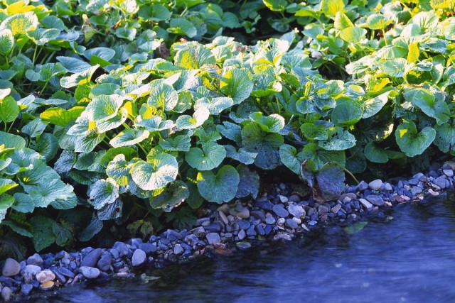 Васаби, или Эвтрема японская (Eutrema japonicum) Васаби, или Эвтрема японская (Eutrema japonicum)