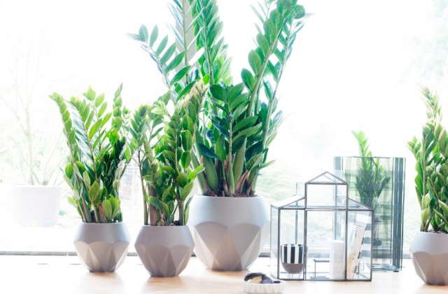 Замиокулькас (Zamioculcas) Замиокулькас (Zamioculcas)