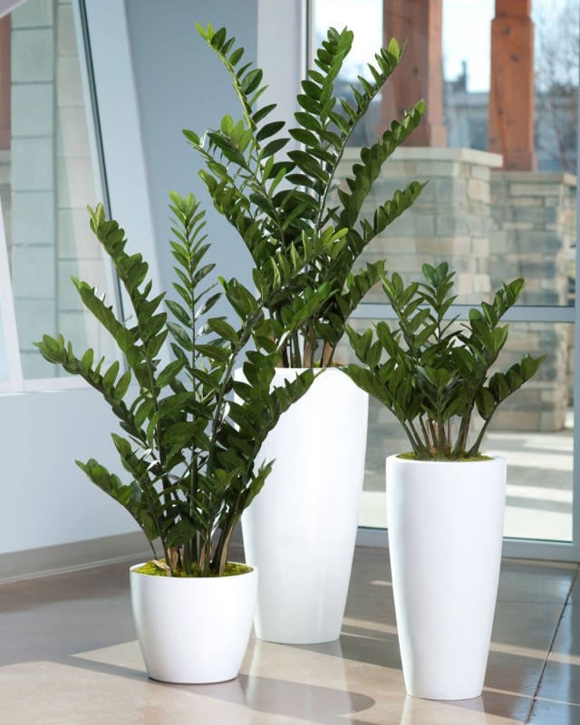 Замиокулькас (Zamioculcas) Замиокулькас (Zamioculcas)