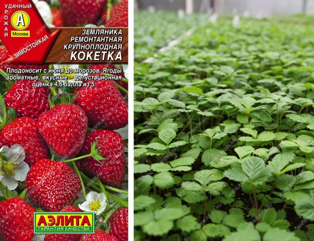 Как правильно посеять землянику и ухаживать за рассадой?