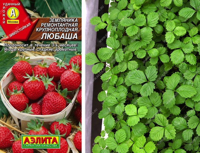 Как правильно посеять землянику и ухаживать за рассадой?