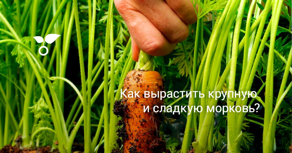 Морковка на иж