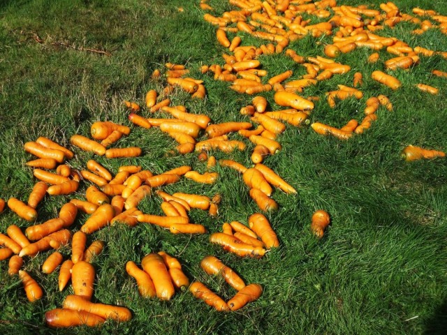 Сбор урожая моркови
