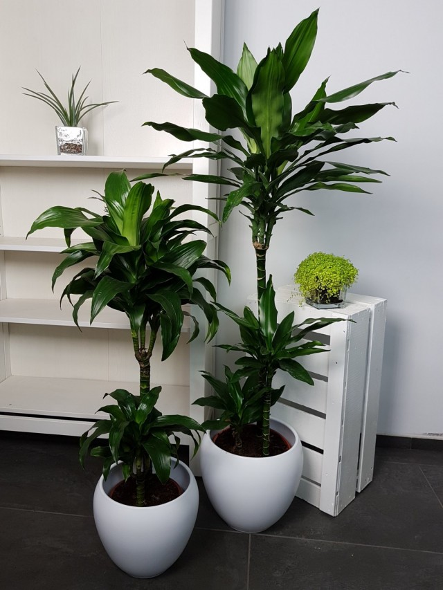 Драцена душистая (Dracaena fragrans) Драцена душистая (Dracaena fragrans)
