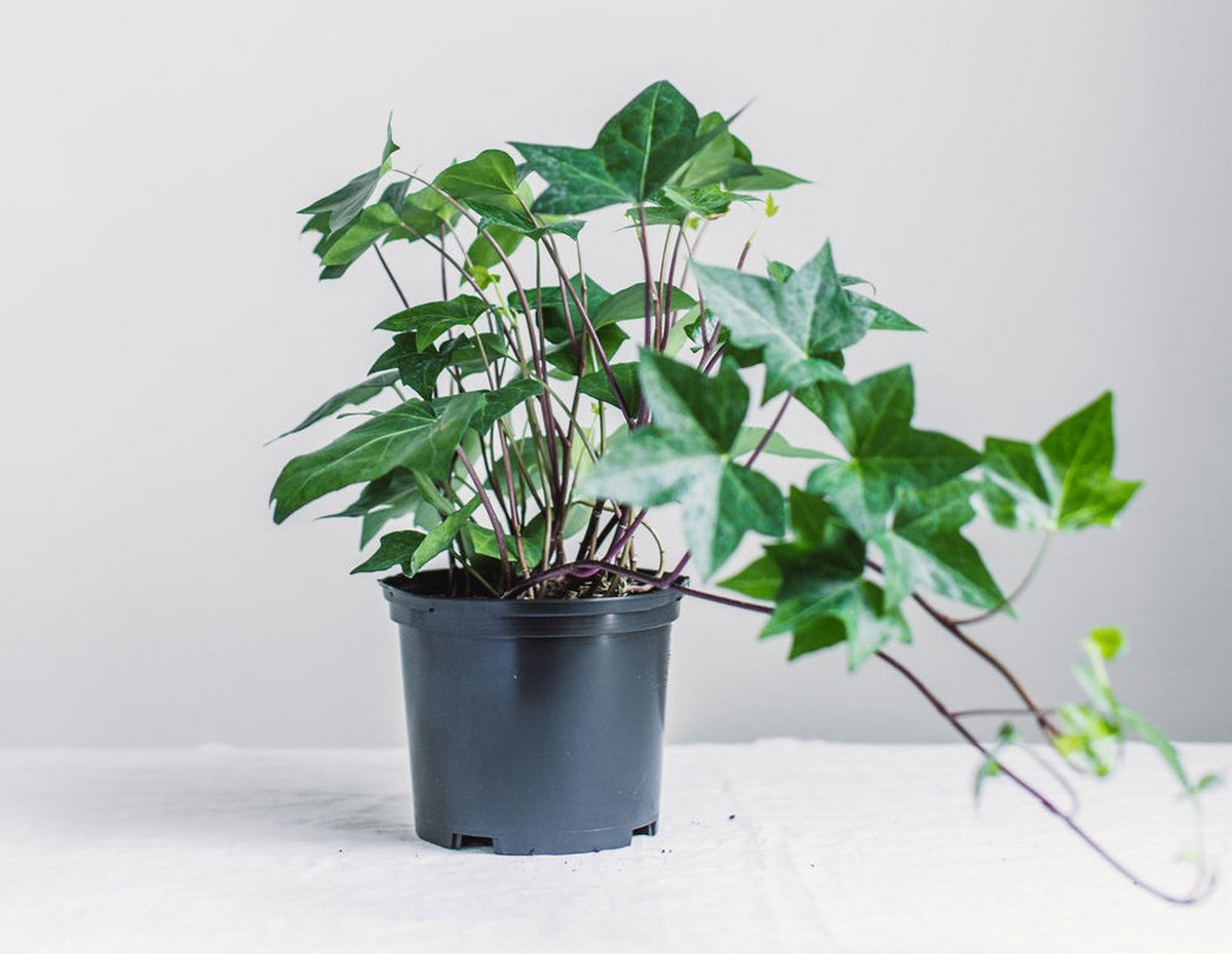 Плющ обыкновенный комнатный:hedera helix, фото