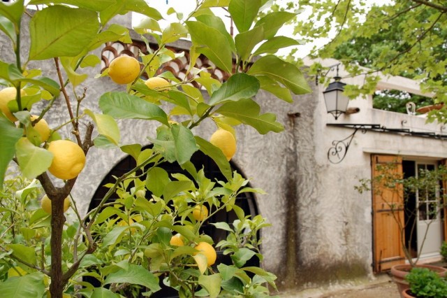 Лимонное деревце